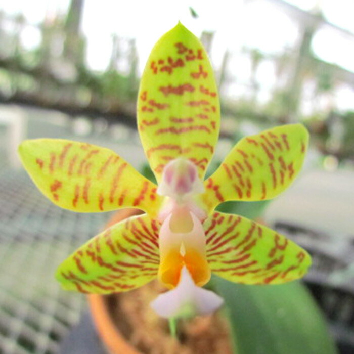 楽天市場】【予約販売】洋ラン【開花見込株】カトレア ワルケリアナ