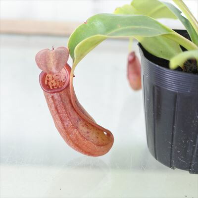楽天市場 食虫植物 ネペンテス マラニー 7 5cmポット ウツボカズラ 観葉植物 レイテストプランツ
