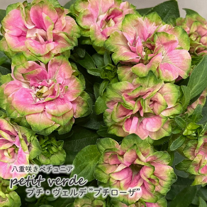 M a a　◆湘南ミディヴェルデペチュニアニンファ　＆　グラーノ 楽天市場】【予約販売】 八重咲きペチュニア 中輪系 ミディ・ヴェルデ