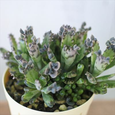 楽天市場 多肉植物 カランコエ 不死鳥モンスト 6cmポット 観葉植物 インテリア Ejr レイテストプランツ