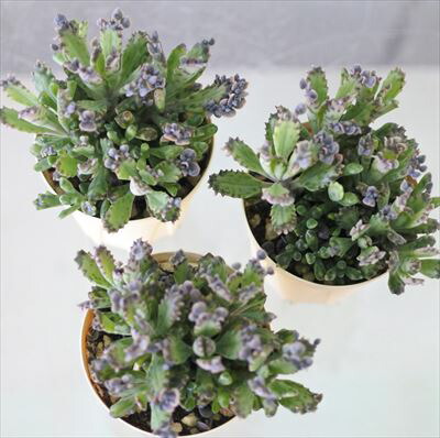 楽天市場 多肉植物 カランコエ 不死鳥モンスト 6cmポット 観葉植物 インテリア Ejr レイテストプランツ