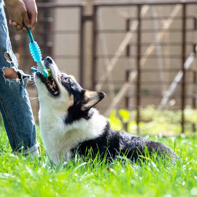 犬用 おもちゃ ぬいぐるみ ゴム製 音声付き リアル 噛みごたえ 耐久性 プラッシュ ラバー ペット 玩具 歯磨き機能 室内遊び 屋外用 軽量 柔軟素材その他