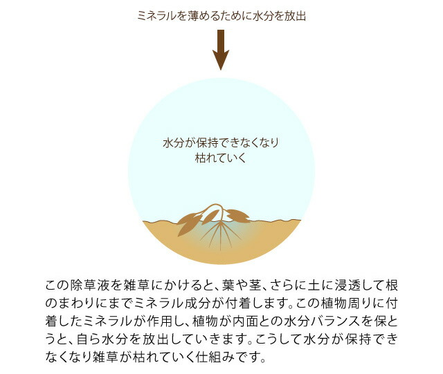 全品25円offクーポン対象 ドリーム 庭師さんのミネラル除草液 2l 3本セット 除草剤 無農薬 人畜無害 液体 雑草駆除剤 雑草対策 子供やペットにも安心 安全 非農耕地用 ポイント消化 Sermus Es