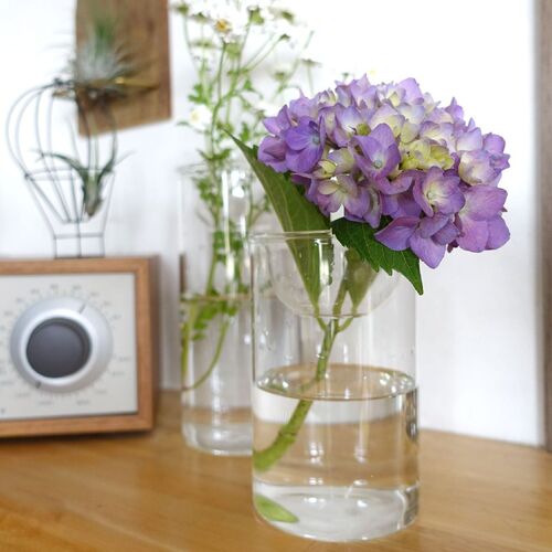 【楽天市場】球根 BULB VASE 水栽培ガラスベース クリア 水耕栽培 ヒヤシンス クロッカス チューリップ:LEAFS