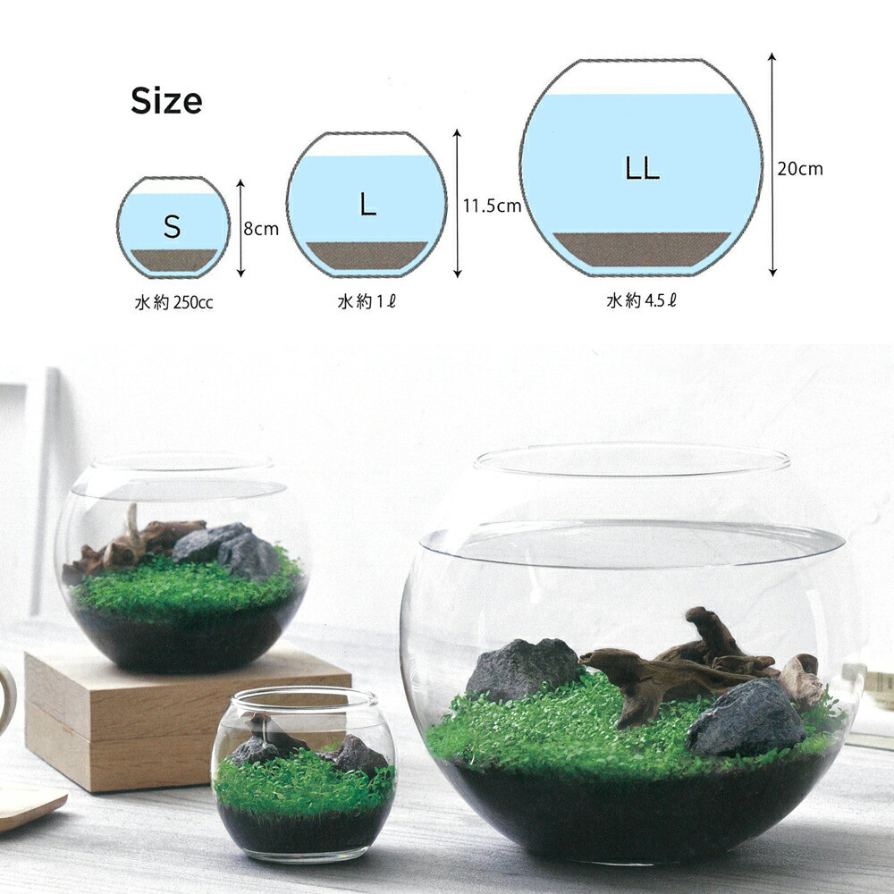 楽天市場 育てる水草 Ll Gd 841 栽培キット インテリア おしゃれ プレゼント 聖新陶芸 ｌｅａｆｓ