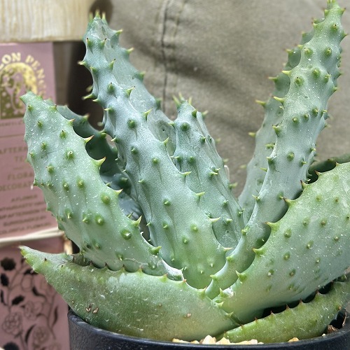 楽天市場】ハイブリッド アロエ 3号サイズ 鉢植え 多肉植物 タニク