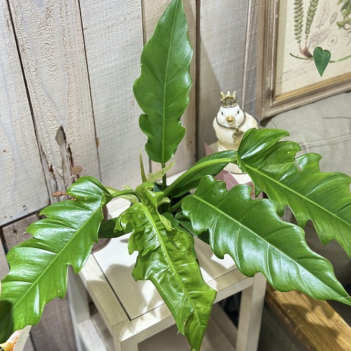 楽天市場】観葉植物 ラフィドフォラ ピナタ(斑入り) 4号吊り鉢(個体