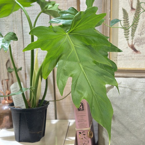 楽天市場】観葉植物 ラフィドフォラ ピナタ(斑入り) 4号吊り鉢(個体