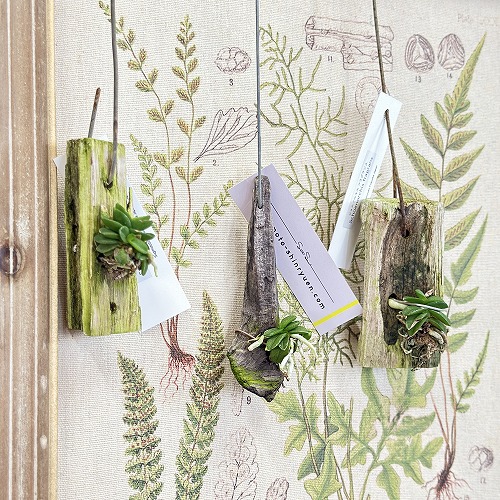 楽天市場】洋蘭 洋ラン パピリオナンセ テレス オリンピックリングス 3