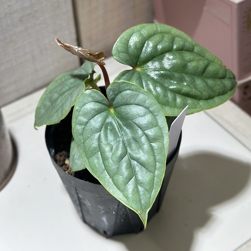 Anthurium magnificum アンスリウム　マグニフィカム　51 e-8783_magnificum1
