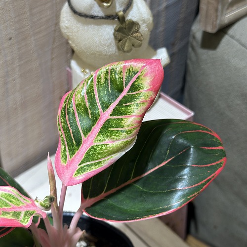 楽天市場】アグラオネマ ビューティー 赤み強め 3.5号硬質ポット 観葉
