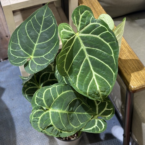 モンステラ バールマルクスフレーム　観葉植物 モンステラ バールマルクスフレーム