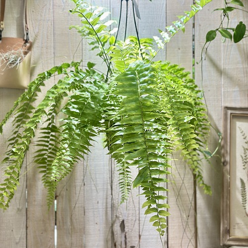 楽天市場】おしゃれ 観葉植物：ネフロレピス フィッシュテール*7