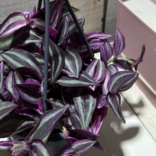 希少　トラディスカンティア　クオーダリー　ラベンダー入り 希少 トラディスカンティア クオーダリー ラベンダー入り トラ