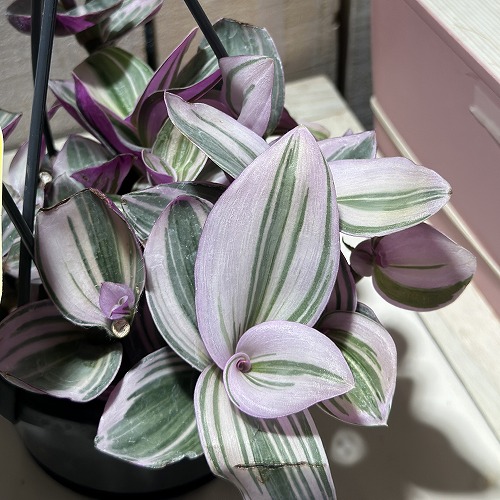 楽天市場】おしゃれ 観葉植物：トラディスカンチア ラベンダー*7