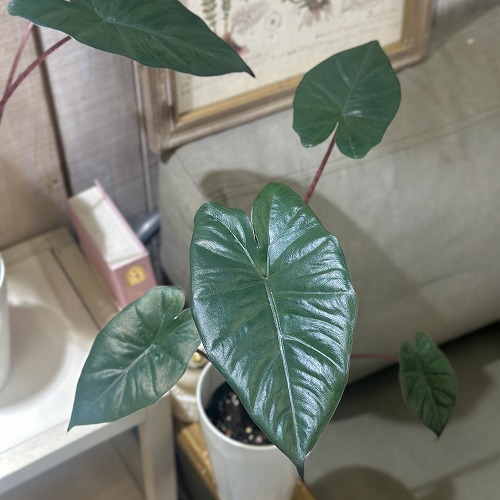 楽天市場】観葉植物 アロカシア ゴールデンボーン 3号(個体おまかせ1鉢