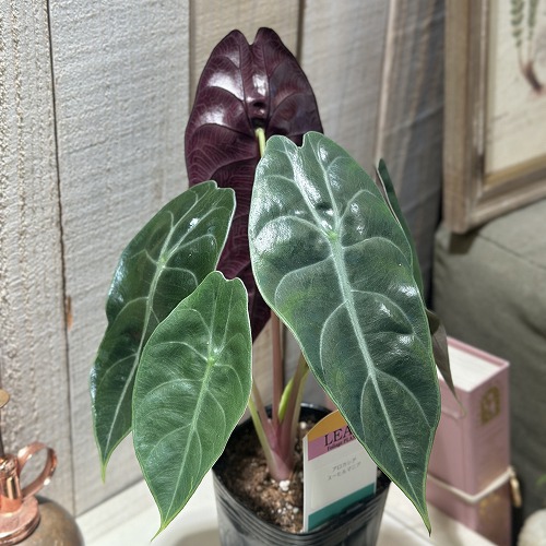 楽天市場】アロカシア ロンギロバ スーヒルマニアナ パープル