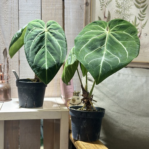 楽天市場】観葉植物 アンスリウム ウェンドリンゲリー 3.5号吊り