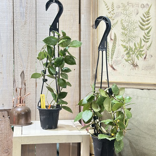 楽天市場】【現在紅葉中です】観葉植物 ホヤ(サクララン) オブスクラ 4