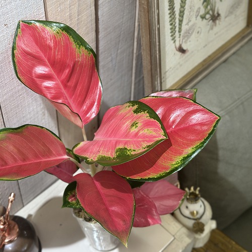 楽天市場】アグラオネマ サイアム オーロラ 3.5号サイズ 鉢植え 室内で