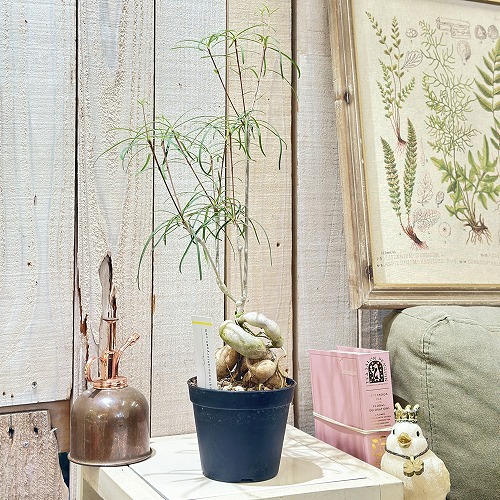 楽天市場】多肉植物 ユーフォルビア アブデルクリ 3.5号 個体B レア