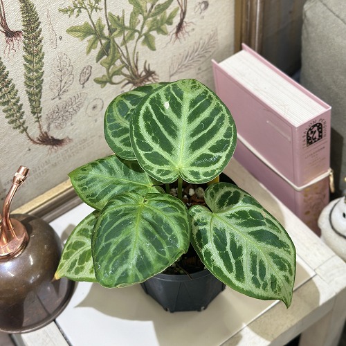 楽天市場】観葉植物 アンスリューム シルバーブラッシュ 3号