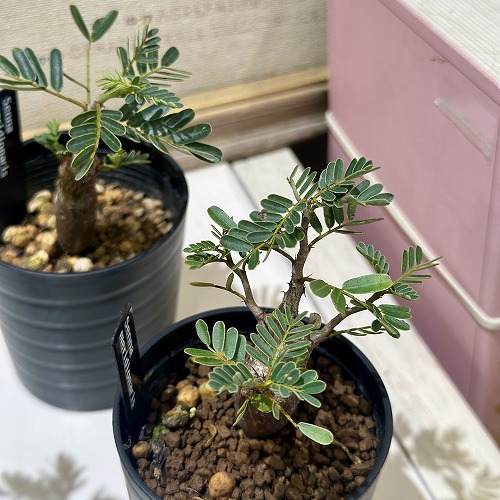 楽天市場】塊根植物 オペルクリカリア パキプス 4.5号ロング黒鉢(現品