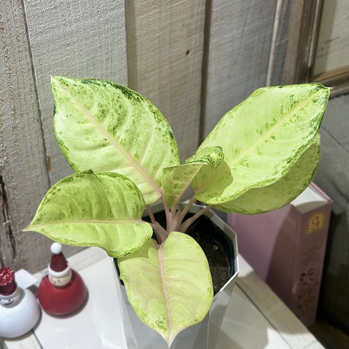 楽天市場】アグラオネマ アンニャマニー ホワイト 3.5号サイズ 鉢植え