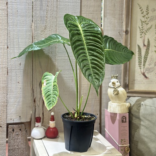 楽天市場】希少! 観葉植物 アンスリウム(アンスリューム) ベイチー 5号