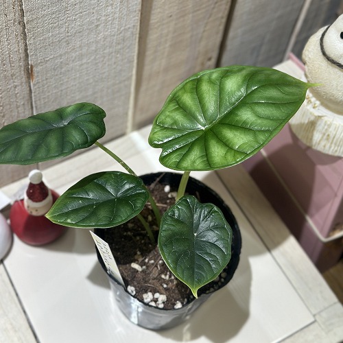 楽天市場】超お得セット！送料無料 アロカシア 5品種 おまかせセット