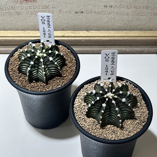 楽天市場】ギムノカリキウム ミハノビッチ錦 2.5号サイズ 鉢植え 赤や