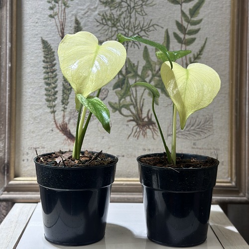 楽天市場】観葉植物【モンステラ属】姫モンステラ4号Sセメント鉢(GG35A