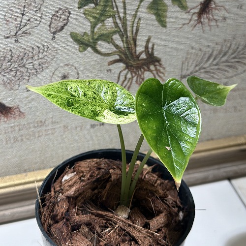 楽天市場】アロカシア ドラゴンスケール バギンダ 観葉植物 珍しい品種