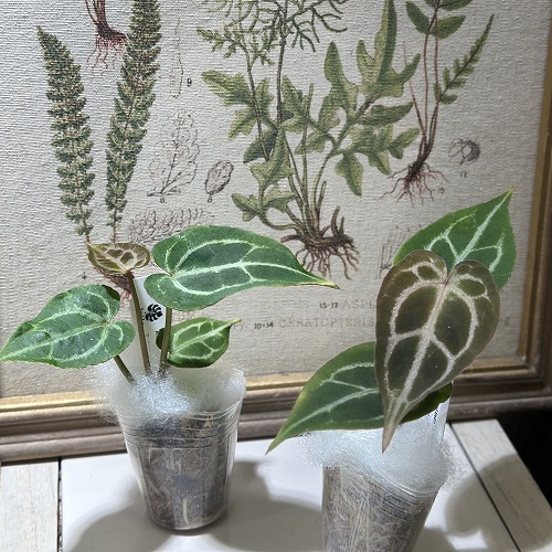 楽天市場】観葉植物 アンスリウム ジェンマニー 3.5号(個体おまかせ1鉢