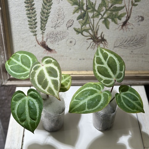 楽天市場】アンスリウム エースオブスペード 3号硬質黒ポット※葉傷み