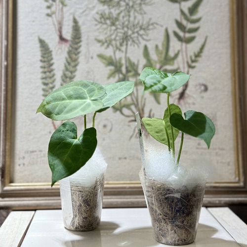 楽天市場】アンスリウム sp. ハイブリッド(斑入り) 4号 タイプA(個体