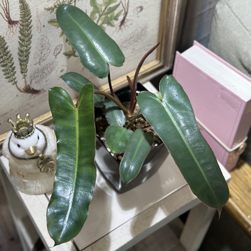 楽天市場】観葉植物 アンスリウム ウェンドリンゲリー 3.5号吊り鉢