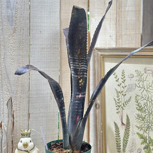 楽天市場】ビルベルギア ダースベイダー 5号鉢 ブロメリア 観葉植物