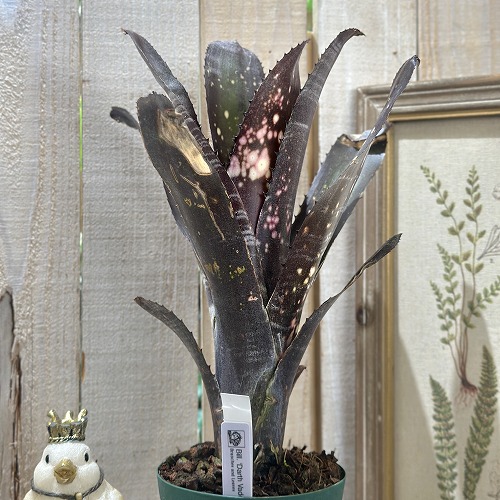 楽天市場】タンクブロメリア ビルベルギア ドリーム 3.5号 (直径10.5cm