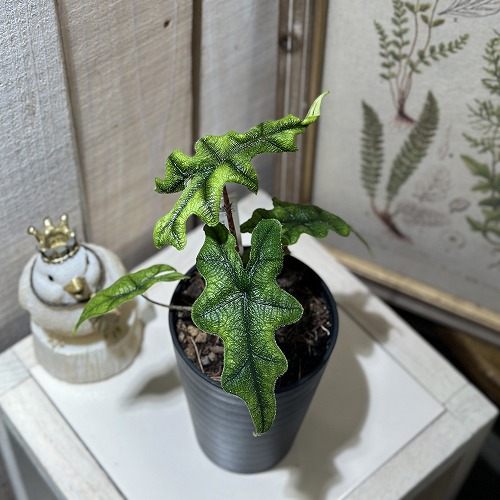 楽天市場】アロカシア ジャクリン ジャックリン 観葉植物 珍しい品種