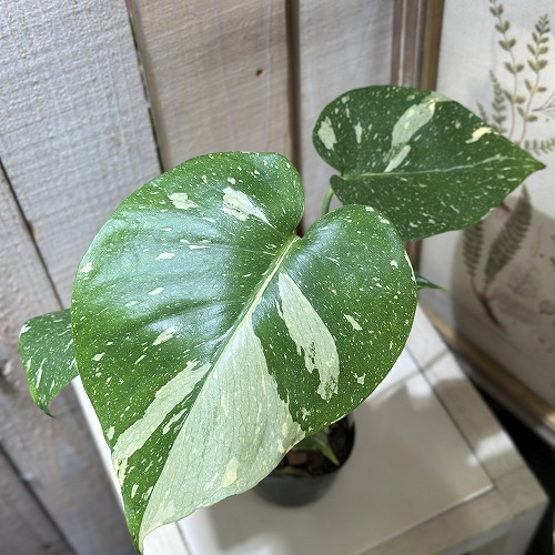 楽天市場】モンステラ デリシオーサ ミント 2.5号 アーバンジャングル