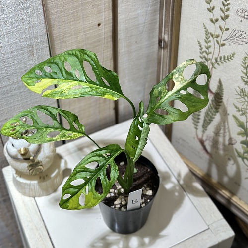 楽天市場】【訳あり】観葉植物 モンステラ バールマルクス フレーム 5