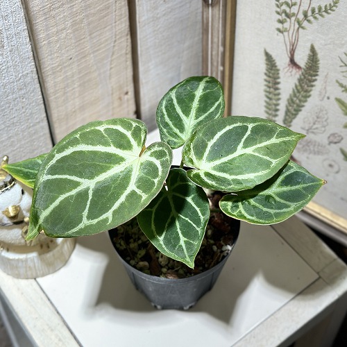 楽天市場】観葉植物 アンスリューム ルクスリアンス 3号 原種 鉢植え