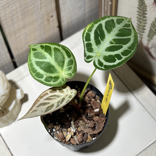 楽天市場】観葉植物 アンスリューム シルバーブラッシュ 3号 原種