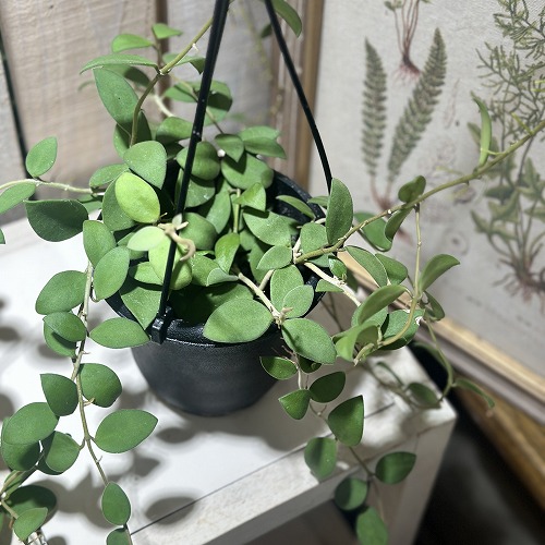 楽天市場】観葉植物 ホヤ グロブローサ(グロボーサ) 3号ロング透明