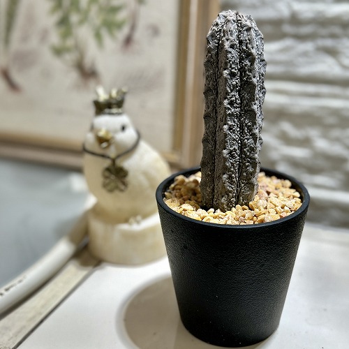 楽天市場】【訳あり】パキポディウム 恵比寿大黒(個体おまかせ1鉢) 3.5