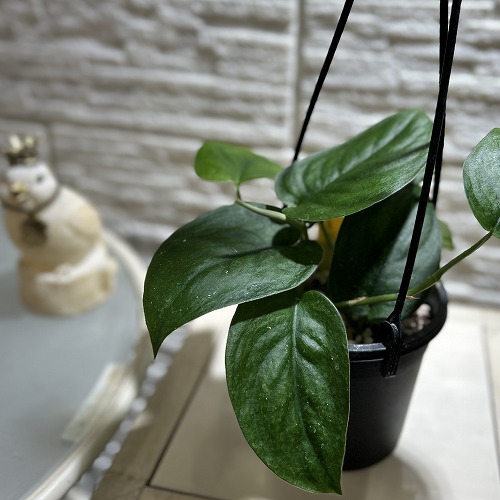 楽天市場】スキンダプサス（ミニグリーン） 2.5号 プラスチック鉢 1鉢