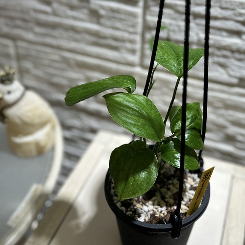 楽天市場】観葉植物 スキンダプサス(スキンダプタス) ミニグリーン 2.5