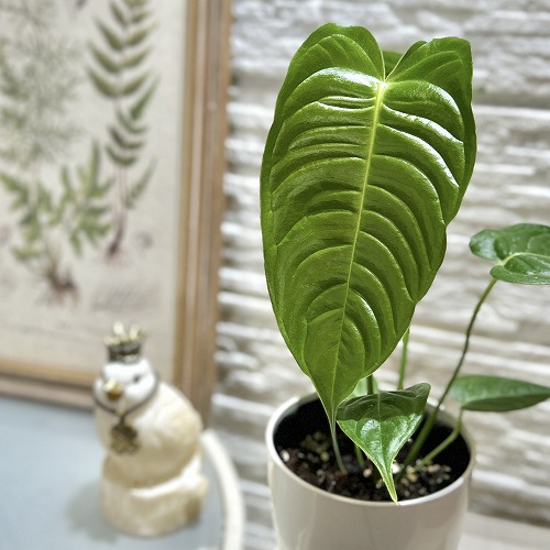 楽天市場】【葉傷みあり】アンスリウム ワロクアナム(ワロクアーナム