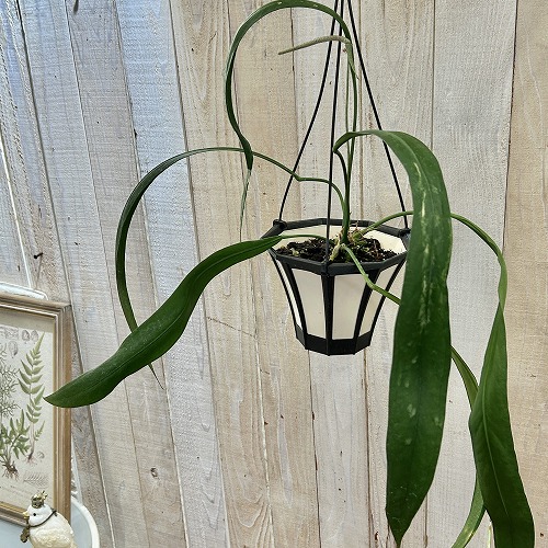 楽天市場】観葉植物 アンスリウム ウェンドリンゲリー 3.5号吊り鉢